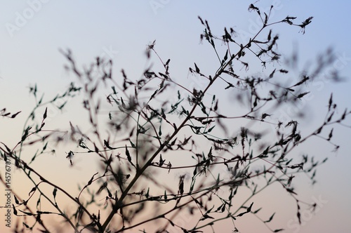 Dark silhouettes of dry grass against the sky