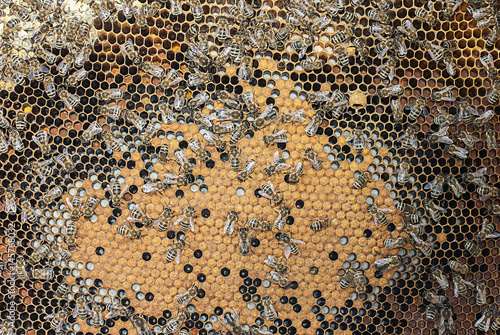 Bees on the frame with brood