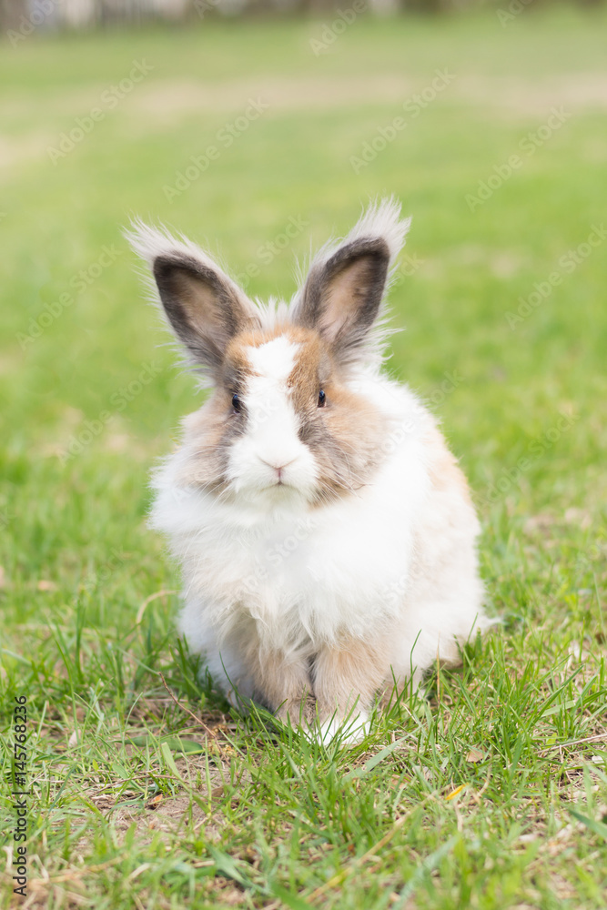 Rabbit in the clearing Rabbit in the clearing