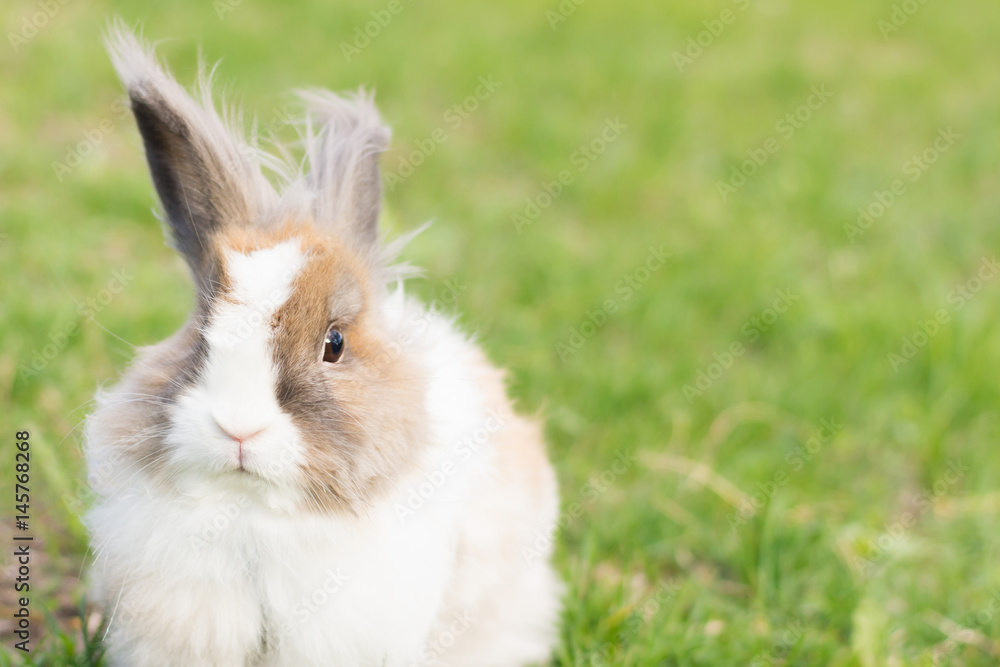 Rabbit in the clearing Rabbit in the clearing