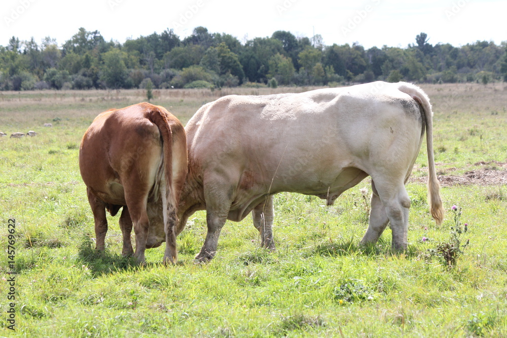 Bull and cow standing next to each other in a small field. Bull and cow standing next to each other in a small field.