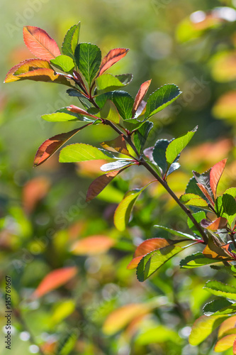 young pagon plants photo