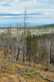 Dead trees in burned forest years after the big fire in Central Oregon on the trail near Three Creek Lake. USA Pacific Northwest.