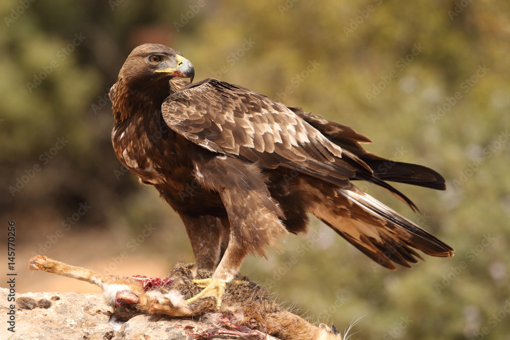 Fototapeta premium young male of golden eagle