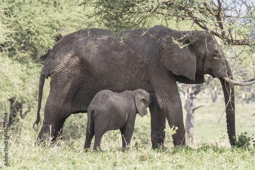 Elephant Baby Nursing