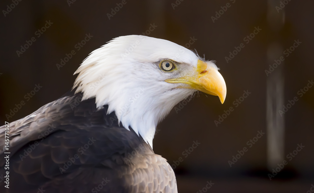 Side profile portrait of a Bald Eagle bird of prey, national bird of the  Unites States of America Stock Photo | Adobe Stock