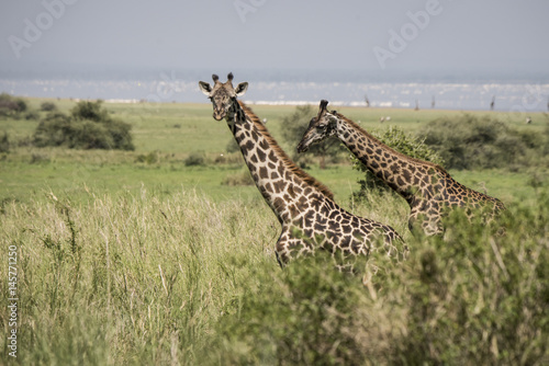 Canvas Print Giraffes and Lake Manyara