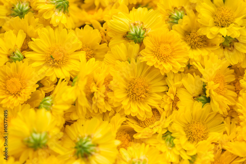 Yellow Chrysanthemum flowers are picked and ready for pasteurization process to make a drink bottle