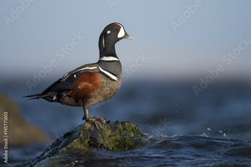 A single Harlequin Duck drake stands on a rock exposed out of the water on a bright sunny day. photo