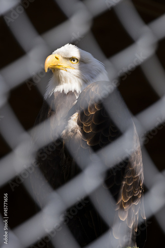 Wallpaper Mural A bald eagle in strength and dignity pose behind chain fence, face and head lit and background in shadow Torontodigital.ca
