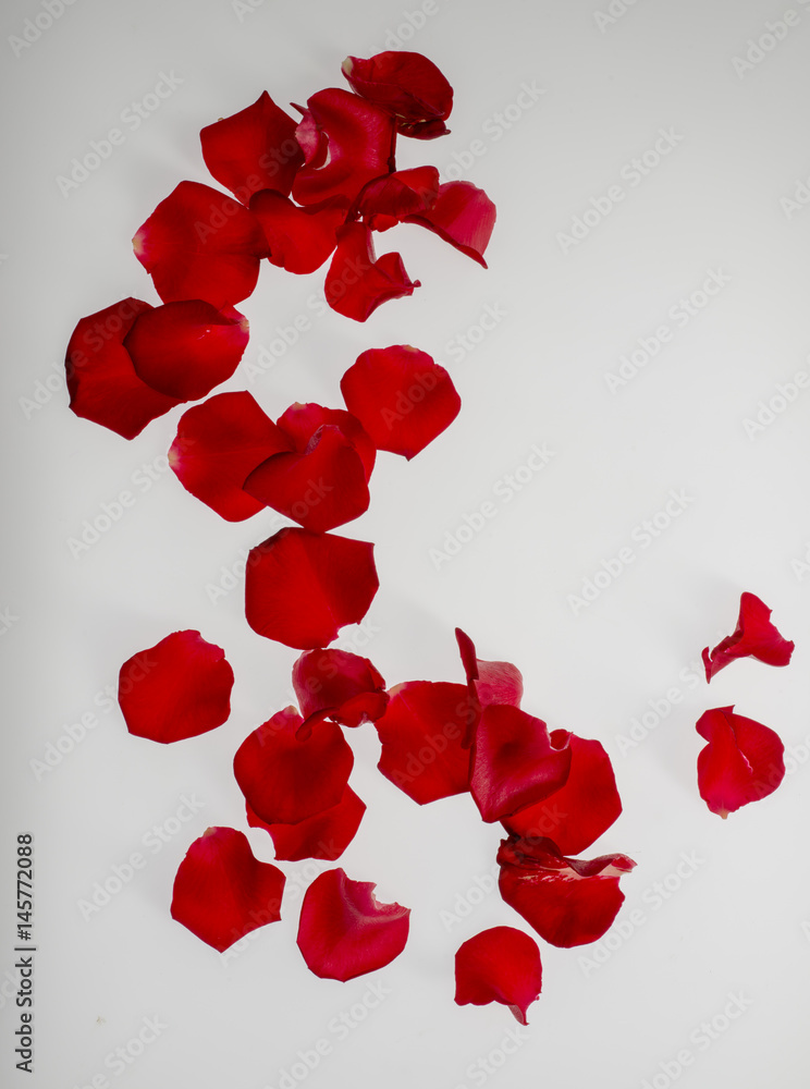 Rose petals on white background Rose petals on white background