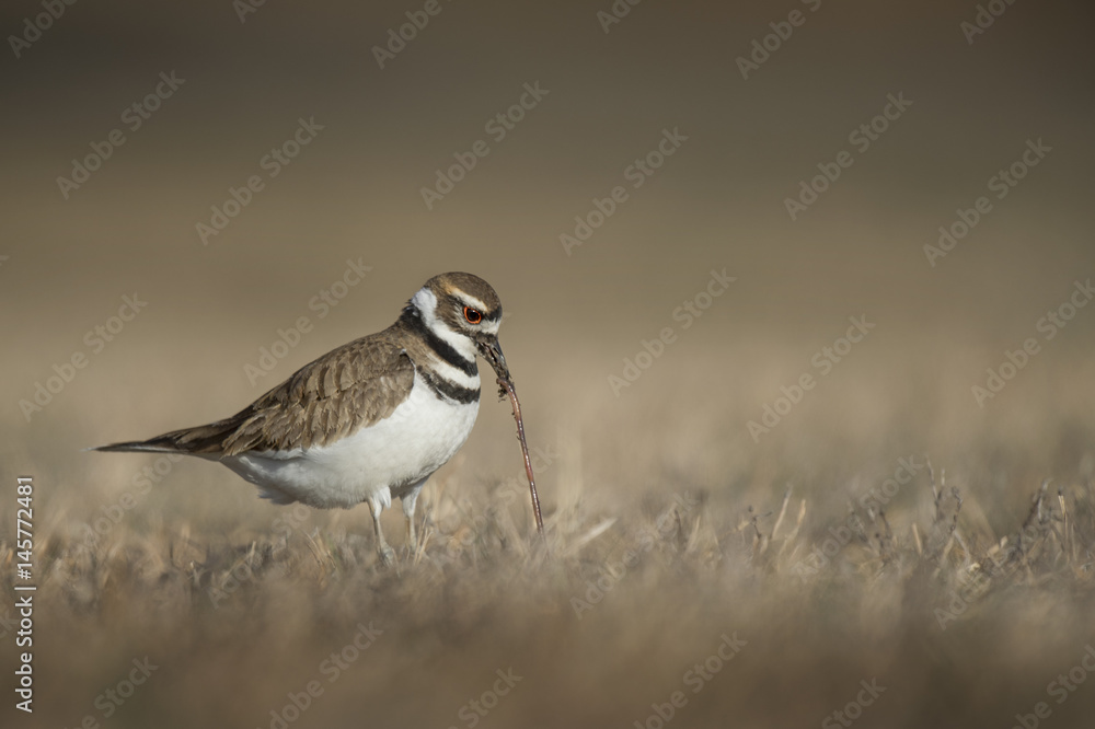 A Killdeer pulls a worm from the ground on a sunny day in a field with a smooth brown background. A Killdeer pulls a worm from the ground on a sunny day in a field with a smooth brown background.