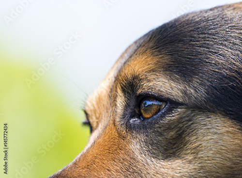 eye of a black dog
