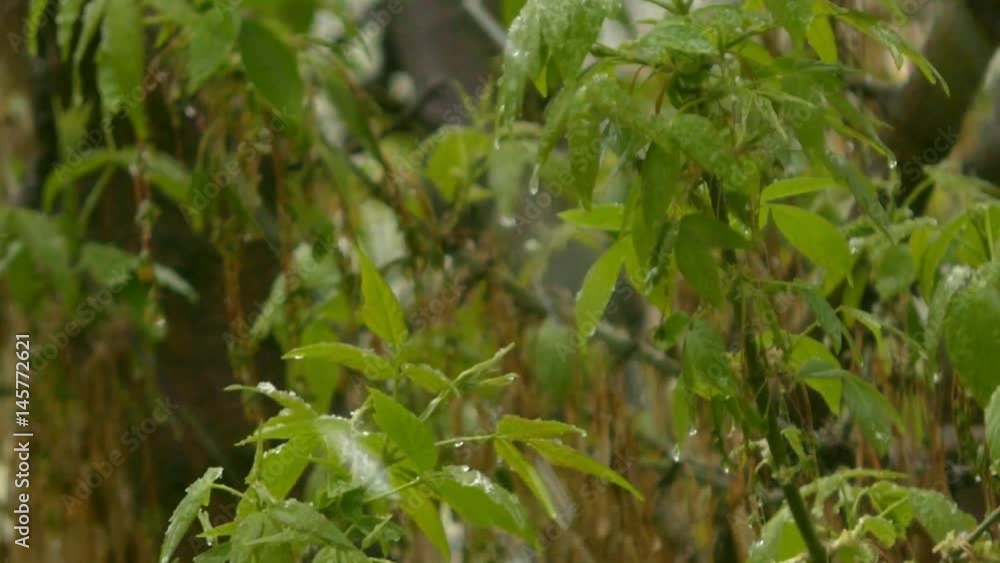 Ukraine. Dnipro. Anomaly, snow in late spring. Snow falls on green fresh leaves on the tree. Slow motion Ukraine. Dnipro. Anomaly, snow in late spring. Snow falls on green fresh leaves on the tree. Slow motion