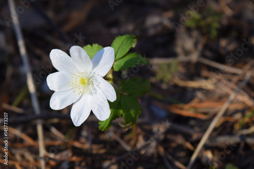 One white wood anemone flower in Siberian taiga forest in spring. © Vector DSGNR