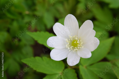 Lonely white wood anemone flower in Siberian taiga forest in april.