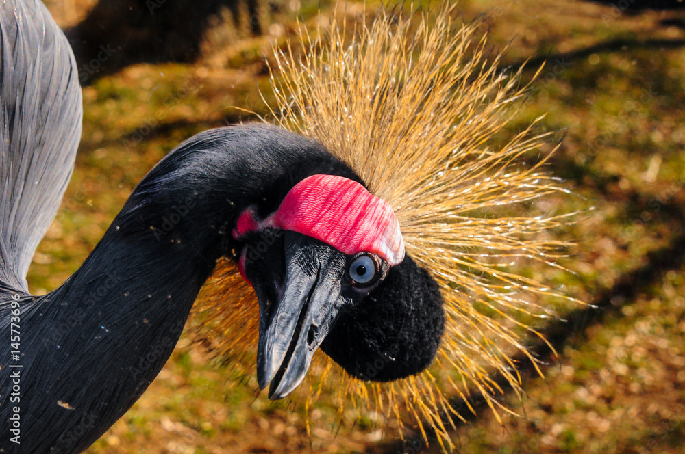 Fototapeta premium African Crowned Crane