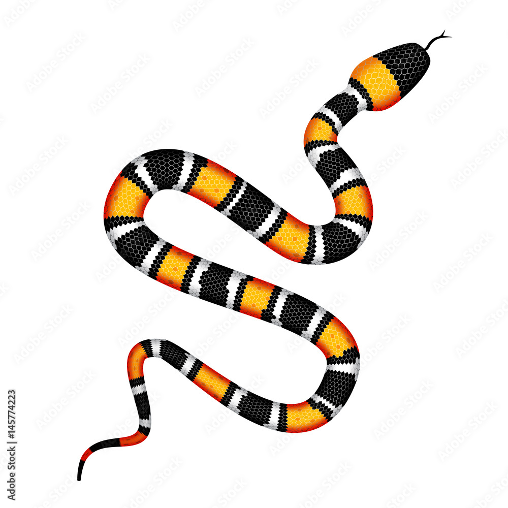 Naklejka premium Vector 3d Illustration of Coral Snake or Micrurus Isolated on White