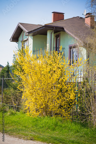 Wallpaper Mural Цветущая форзиция возле загородного дома Torontodigital.ca