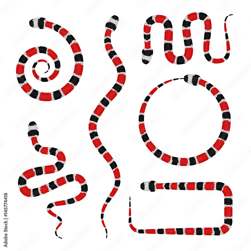 Fototapeta premium Wektor 3d ilustracja Coral Snake lub Micrurus na białym tle