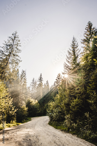 pathway in a forest