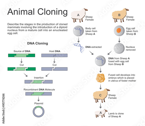 Animal cloning. Vector graphic.