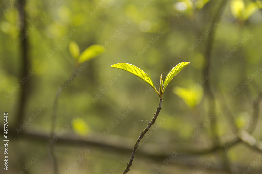 spring awakening, new leaves of a tree spring awakening, new leaves of a tree
