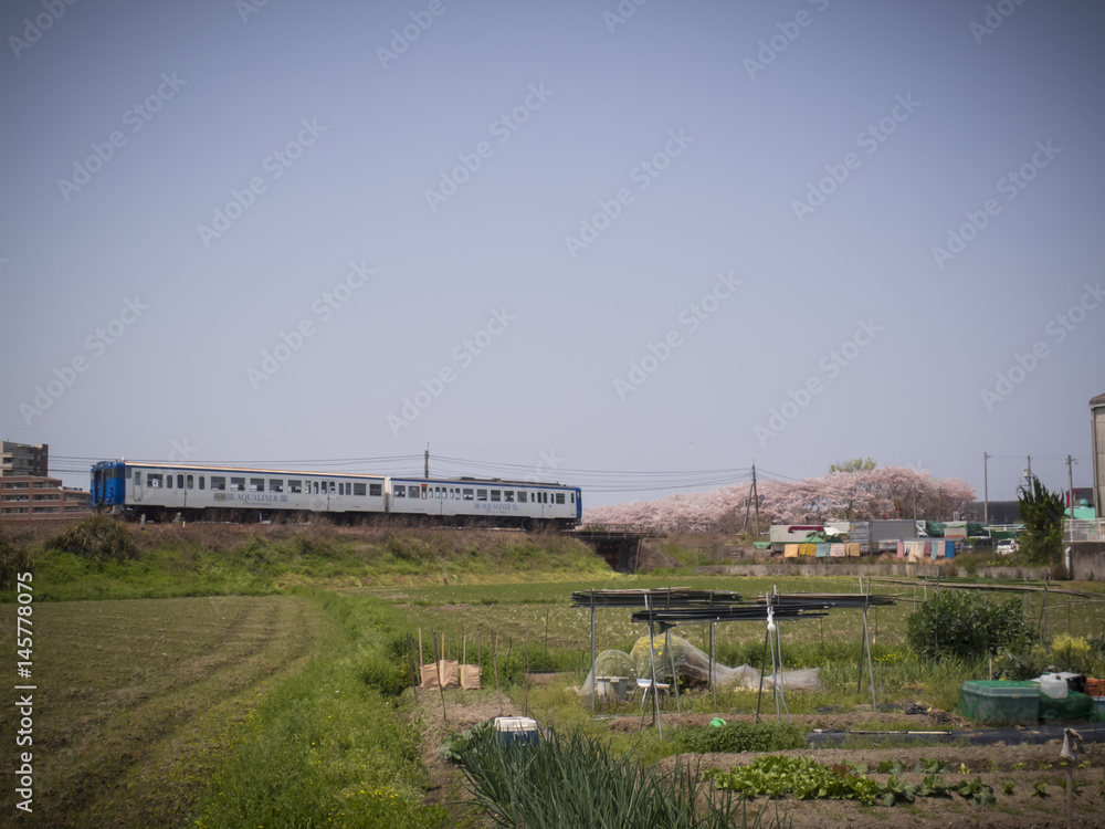 桜と鉄道