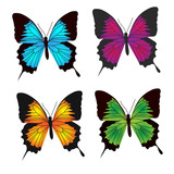 butterfly color collection