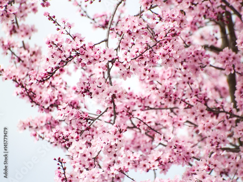 Texture of a blooming tree with pink flowers on springtime