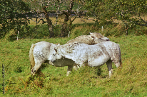 Φωτογραφία Two horses caressing each other