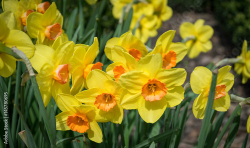 Fototapeta Naklejka Na Ścianę i Meble -  Яркий весенний сад. Живописная клумба с цветущими нарциссами