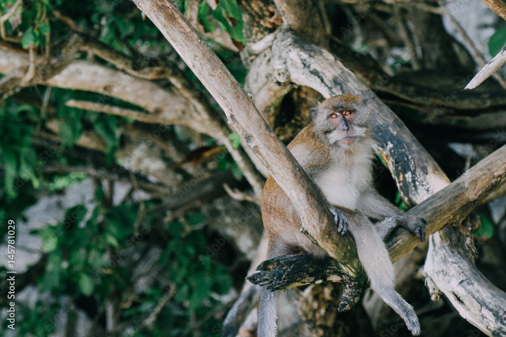 Naklejka premium Phi Phi Islands