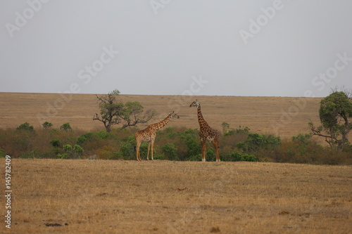 Photography Wild Giraffes
