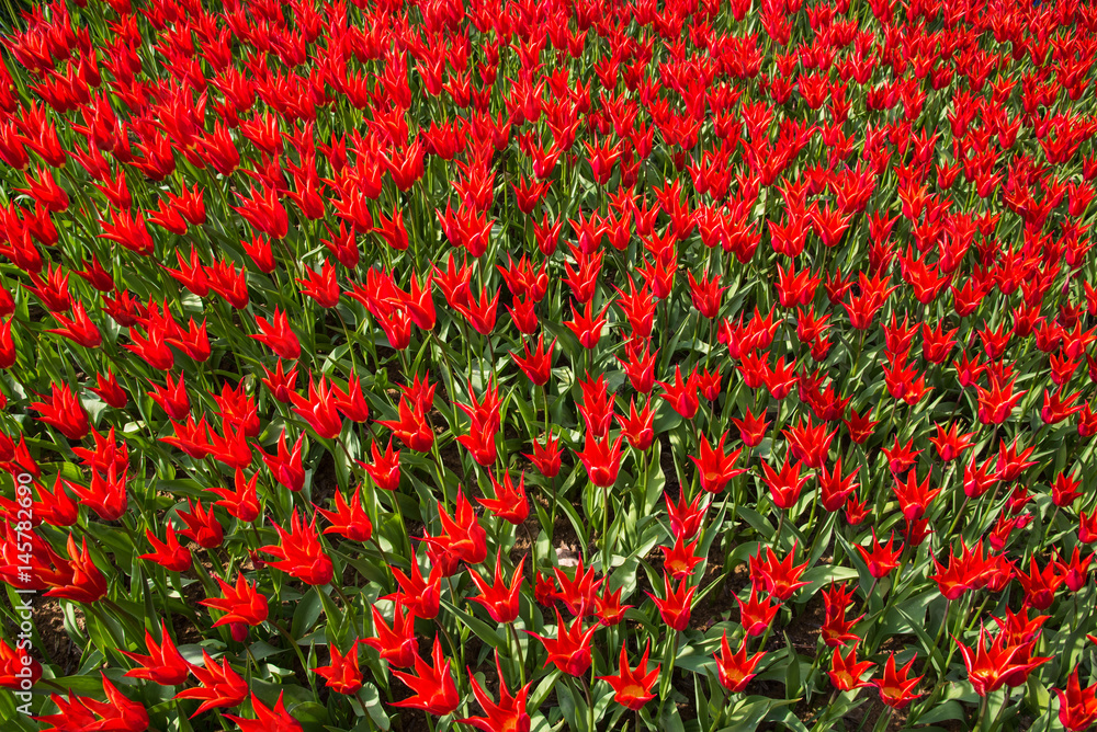 Background of blooming tulips. Emirgan Park. Istanbul, Turkey.