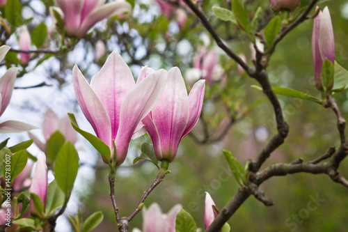 pink Magnolia flowers on a branch closeup