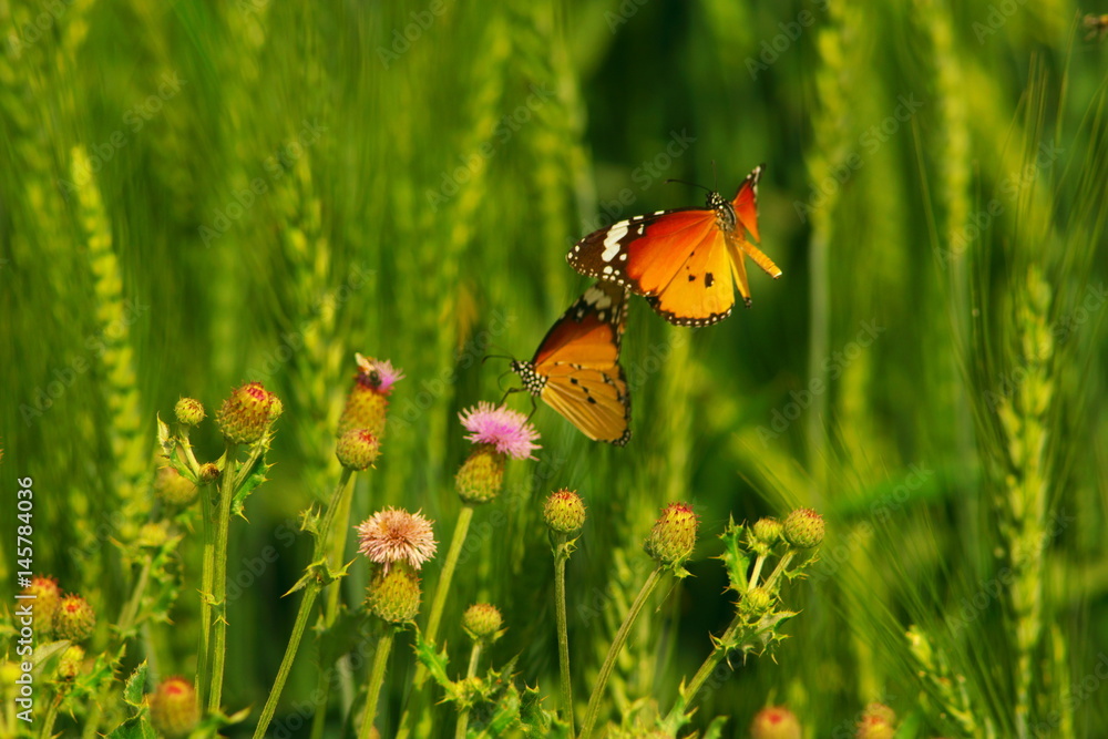 Obraz premium butterflies having fun