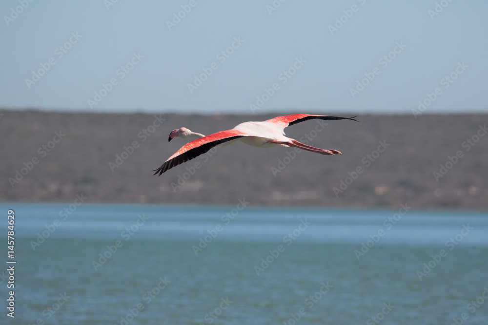 Flamingo in Flight