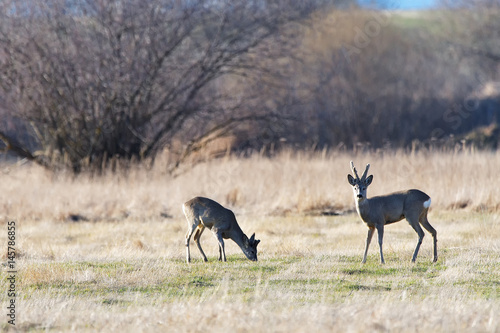Fototapeta Naklejka Na Ścianę i Meble -  troop of roe deer