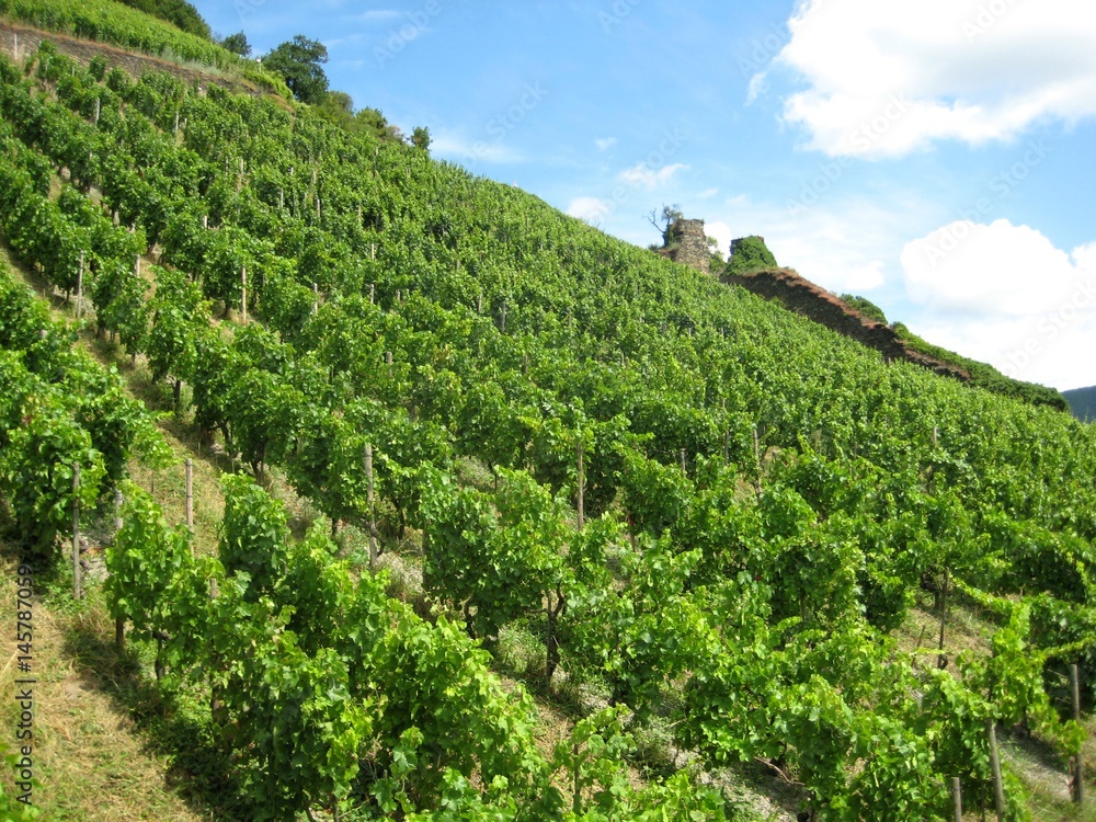 Vineyard on the Rhine