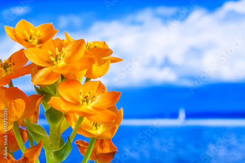 Orange flower with blue sea in background
