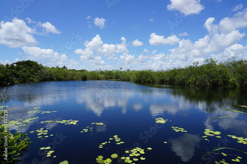 Florida swamp © alibe23