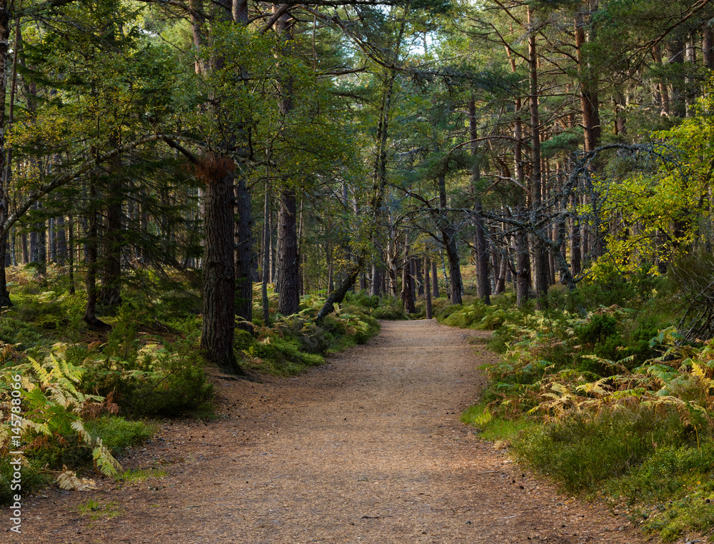 Obraz premium Woodland Walk