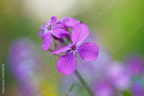 Purple wild flowers in the spring field © meteo021