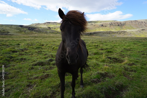 Icelandic horse