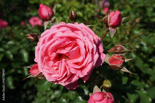 Pink rose