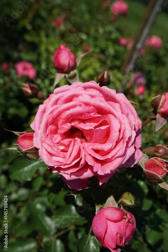 Pink rose