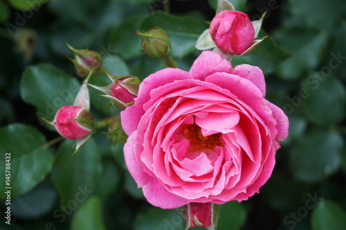 Pink rose