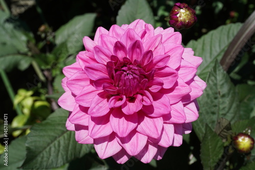 Pink Dahlia