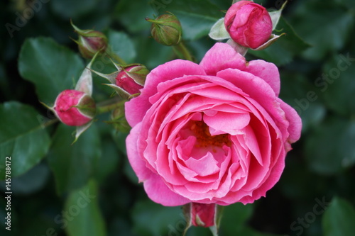 Pink rose